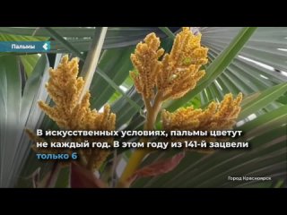 palm trees bloomed in krasnoyarsk greenhouses