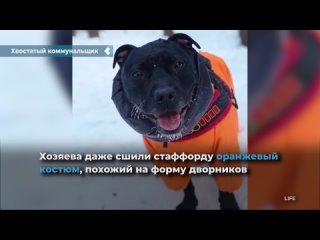 sutffordshire bull terrier laura iz solntsevo helps the janitors clear the snow